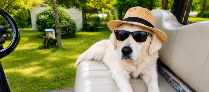 Nos amis les animaux sont les bienvenus gratuitement au camping